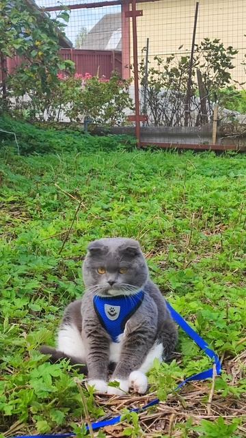 Плюшевый добрячок на даче 🐱 смотреть онлайн