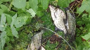 Итоги рыбалки с ночёвкой на природе.Село Успенское.