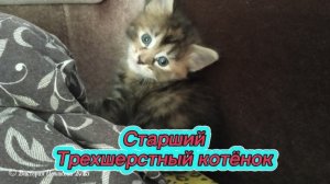 Старший трёх шерстный котёнок, я зову её Ванесса
