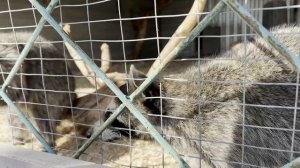 Еноты те ещё воришки!