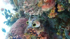 Fam Jetty. Pinctada margaritifera (морская жемчужница).