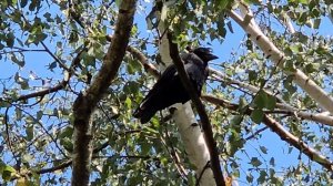 Грач на ветке