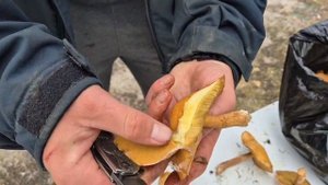 Моховики