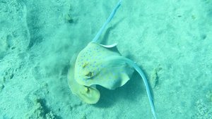 Скаты хвостоколы. «Любовь и страсть». Красное море. Марса-Алам. Бухта Марса-Дабр. Август 2025.