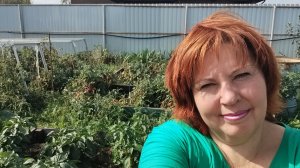Как вырастить болгарский перец? Снимаю несколько урожаев за сезон!