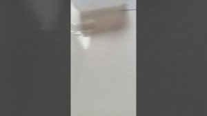 бумажные собаки.🥰🍟 
обзор на еду 🍉🥯+представляем еду в новый контейнер