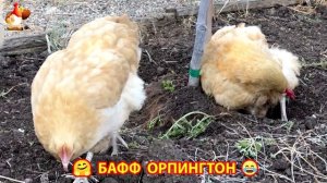 Куры Бафф Орпингтон ласковые золотые несушки❣️🤗😂 (125)