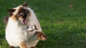 Смешные видео с кошками и собаками (Подборка №34)