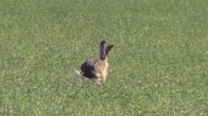 Проверка на наличие зайца перед окрытием охот сезона (2025-2026г)