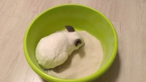 Chinchillas