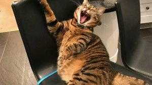 Смешные видео с кошками и другими животными (Подборка №58)