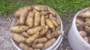 La rett (крысеныш) и Asparges (спаржа). Оригинальные пальчиковые сорта картофеля.