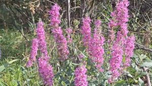 Дербенник иволистный. Подмосковье.