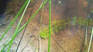 Водоросли для аквариума бесплатно