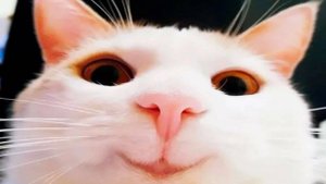 Смешные видео с кошками и собаками (Подборка №38)