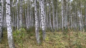 В ЛЕС ЗА РЫЖИКАМИ