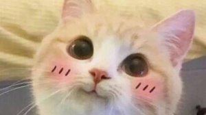 Смешные видео с кошками и собаками (Подборка №42)