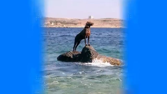 Summernights In Rhodos - Ricky King