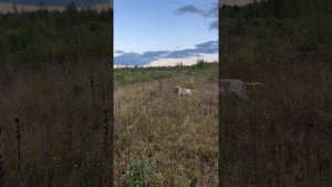 Осенняя охота-выгул собак