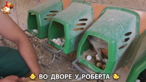 Содержание кур в домашних условиях и других птиц во дворе у Роберта 🐣🐤🦆🐔🪿🦃 (212)