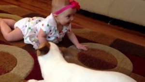 Научи меня ползать! / видео приколы 2025 смотреть онлайн / приколы видео самые смешные /