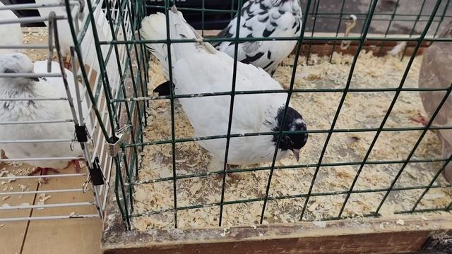 Истра .Рынок голубей . petal_20250907_073732.mp4 смотреть онлайн