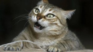 Смешные видео с кошками и собаками (Подборка №32)