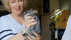 В гостях у Ирины Калининой. Знакомство с шиншиллй