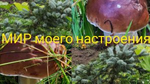 01.09.25 Дача Выборг.Встречаем осень.