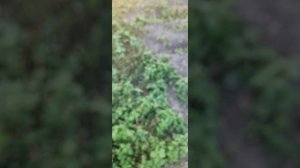 Скоро кровавая луна! Не пропускайте!