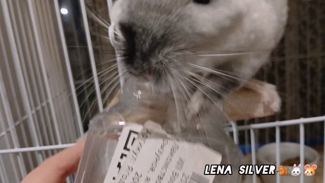 Шиншилла Зая ест вкусняшки и почесушкилюбопытная