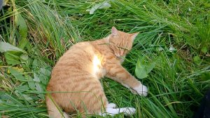 НАШИ ДАЧНЫЕ ХЛОПОТЫ