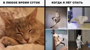 Смешные видео с кошками и собаками (Подборка №39)