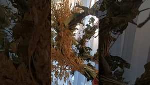 жизнь с кореллами