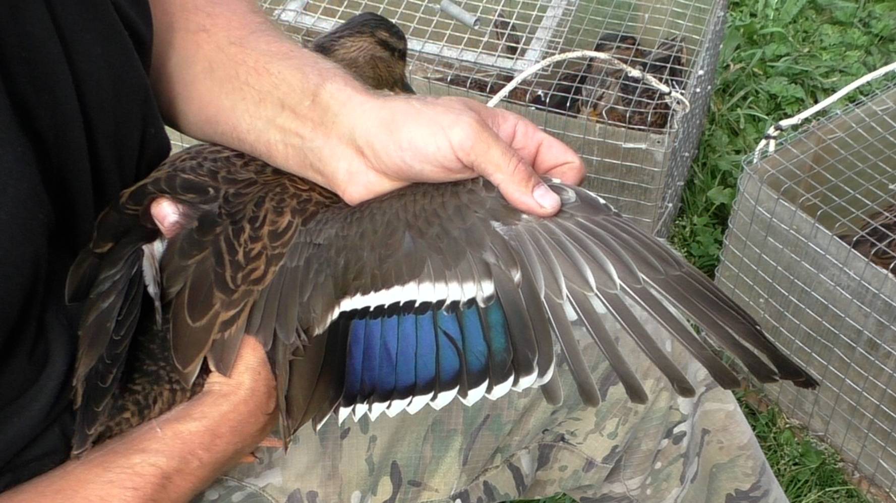 Подсадные утки. Подрезаем крылья молодняку. смотреть онлайн