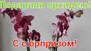 ПОДАРИЛИ орхидею!Подарок оказался с СЮРПРИЗОМ!Что с ней будет дальше?