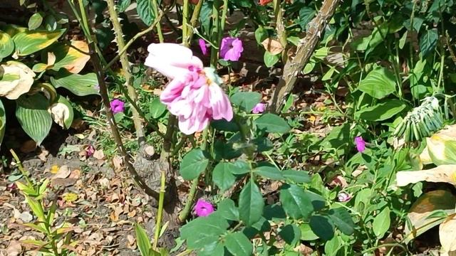 Закончилась адская жара. Наступило лето. 07.08.25 смотреть онлайн