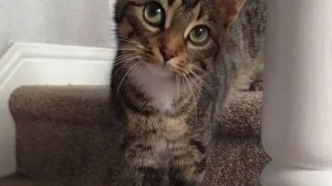 Смешные видео с кошками и собаками (Подборка №40)