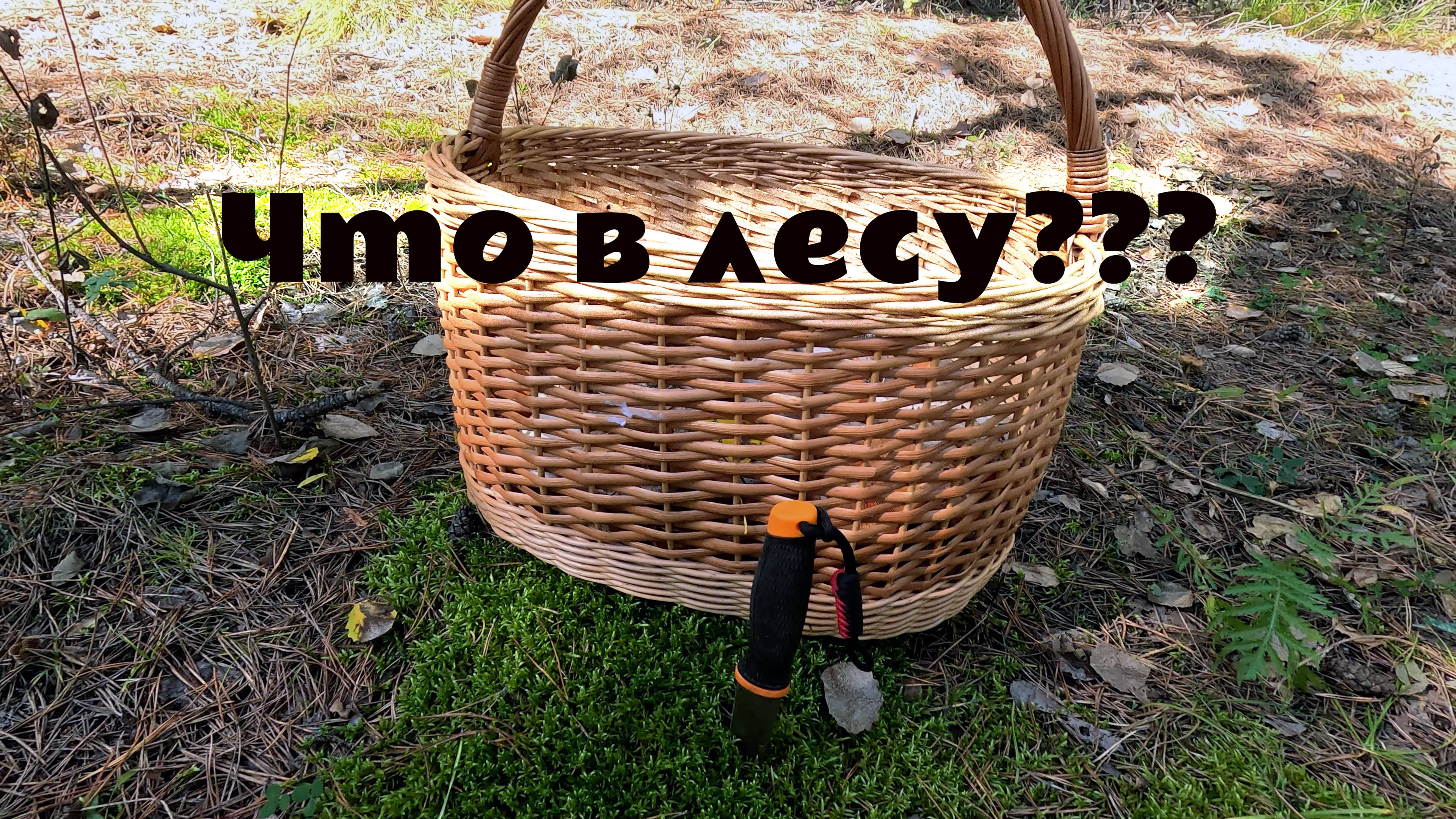 Грибники пошли в лес за грибами. Набрали хороших маслят рыжиков и красноголовиков. Грибы в лесу!