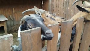 Голодные животные в зоопарке Солнечной долины