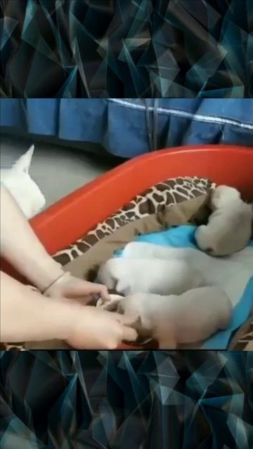 Мама собака, щенки и утенок кушают смотреть онлайн