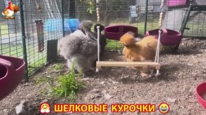Шелковые курочки пушистые шарики ❣️🤗😂 (15)