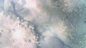 Как в сентябре под водой? Новая локация.Агрийский пляж.Ольгинка.Туапсинский район