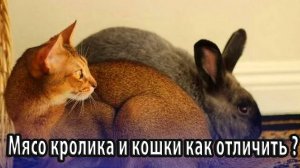 Мясо кролика и кошки как отличить подмен