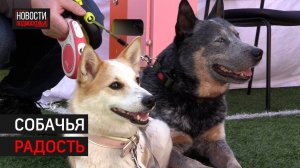 Фестиваль DOG FEST прошёл в Химках // 360 ХИМКИ