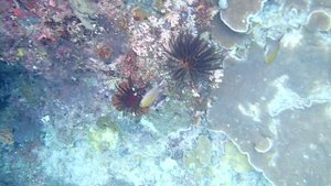 Roman and Fam wall (2).