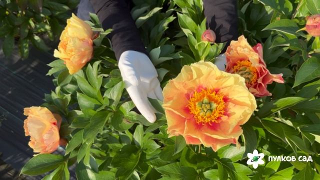 Пион Господин Великий Новгород. Пулков сад (2025 г.) смотреть онлайн