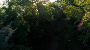 Рицы
