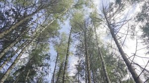 Лес и начало осени!