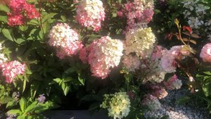 В саду с гортензиями сезон 2025 ( часть 2) 08-09-2025